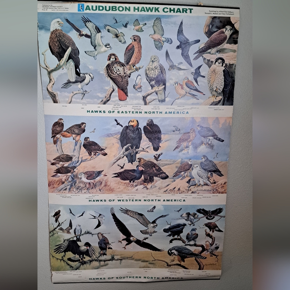 Vintage Audubon Hawk Chart National Audubon Society 1966 - Picture 1 of 6